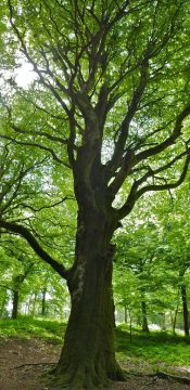 Image of an European beech tree.